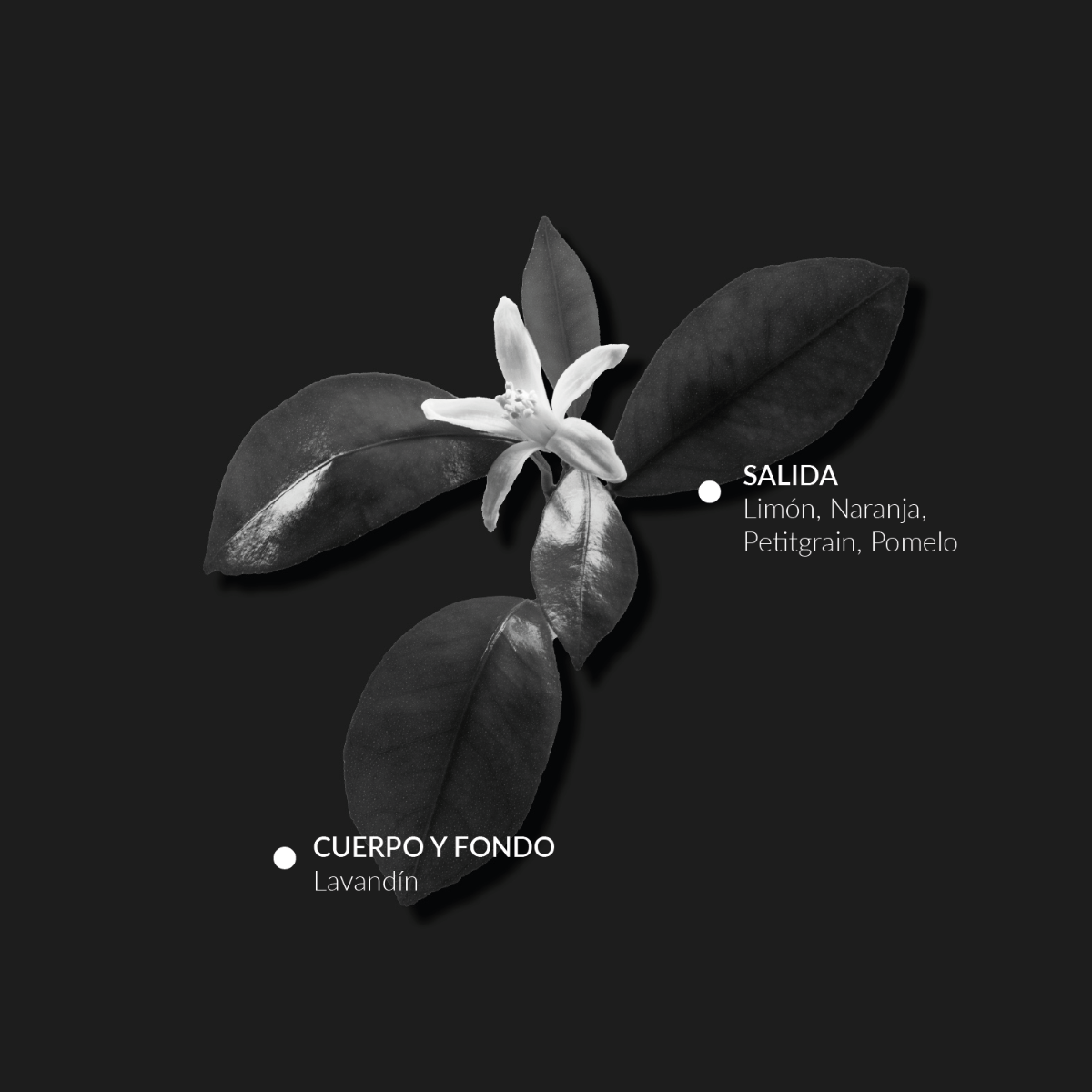 Colonia infantil Alqvimia: beneficios