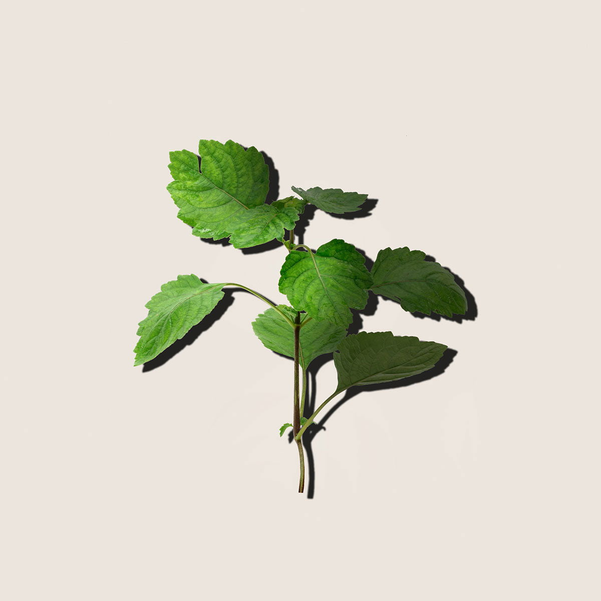 Patchouli, aceite esencial de Alqvimia
