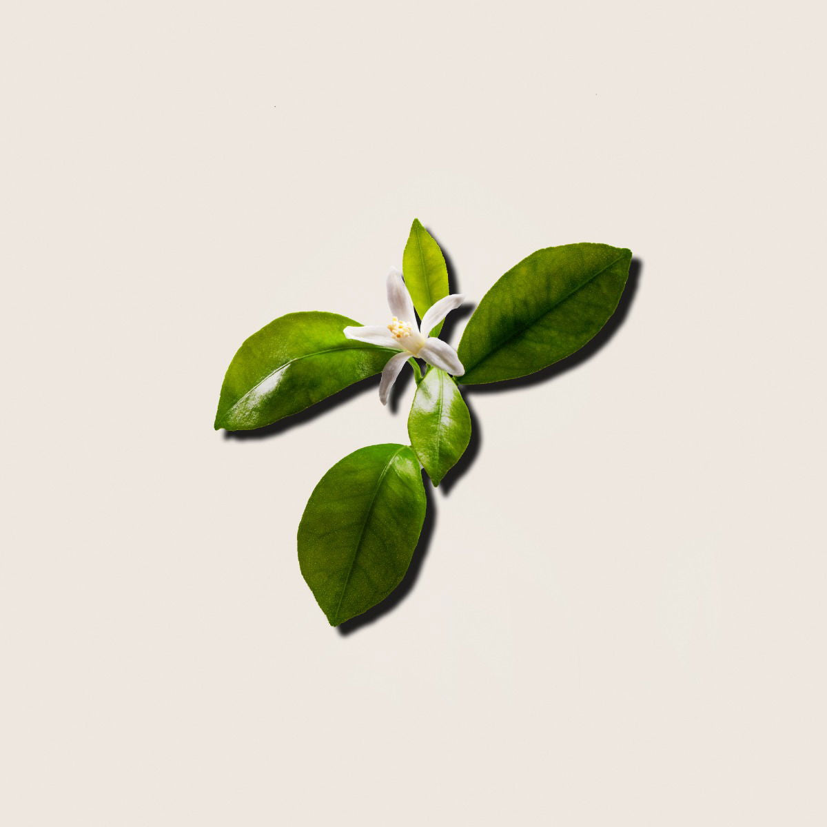 Petitgrain, aceite esencial de Alqvimia