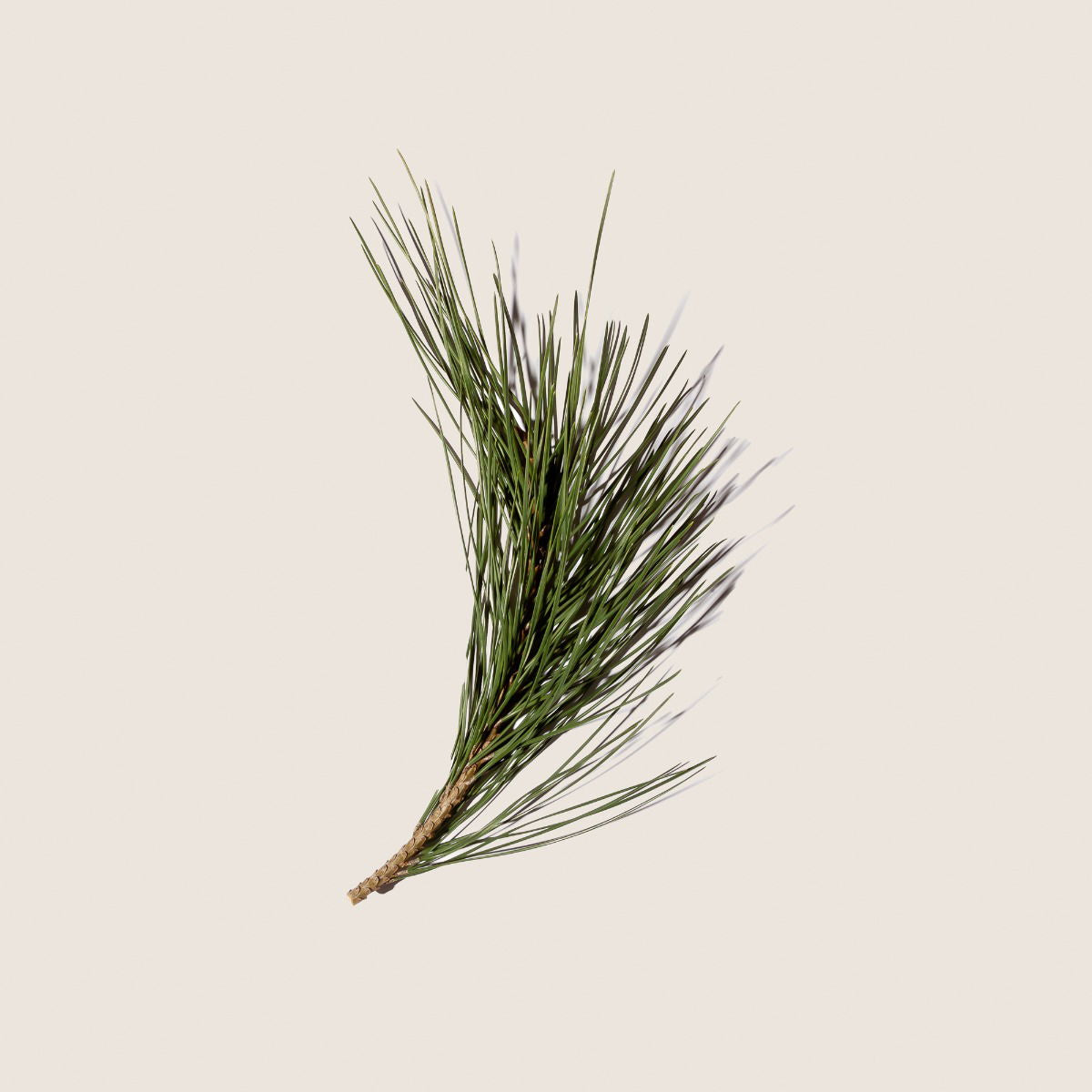 Pino, aceite esencial de Alqvimia