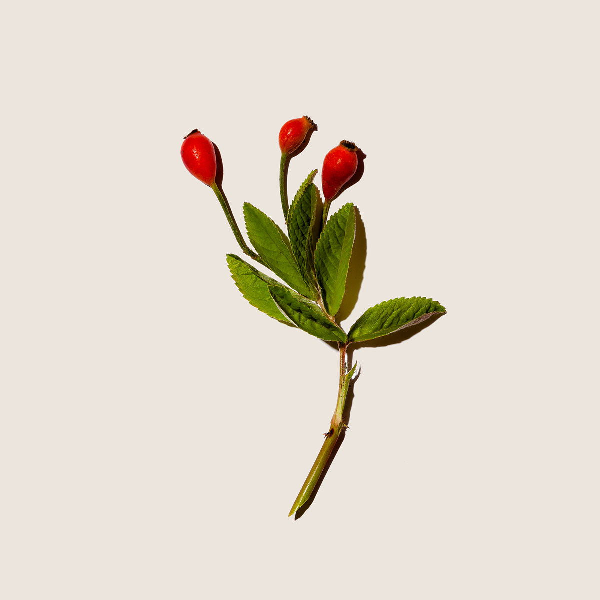Rosa mosqueta, aceite de Alqvimia