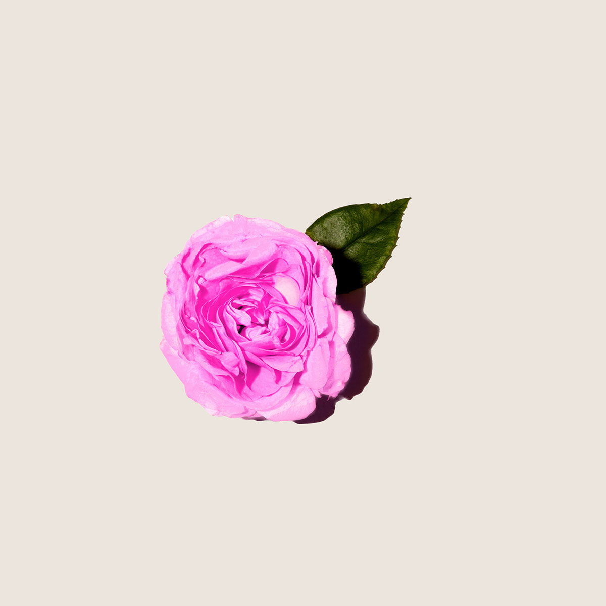 Rosa búlgara, aceite esencial de Alqvimia