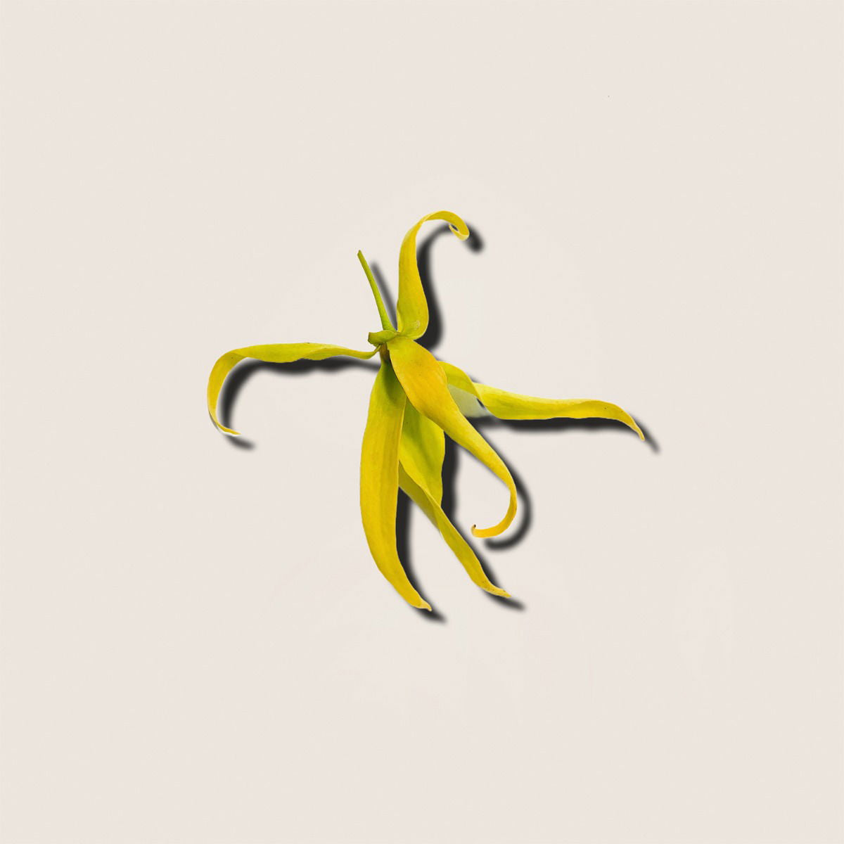 Ylang-ylang, aceite esencial de Alqvimia