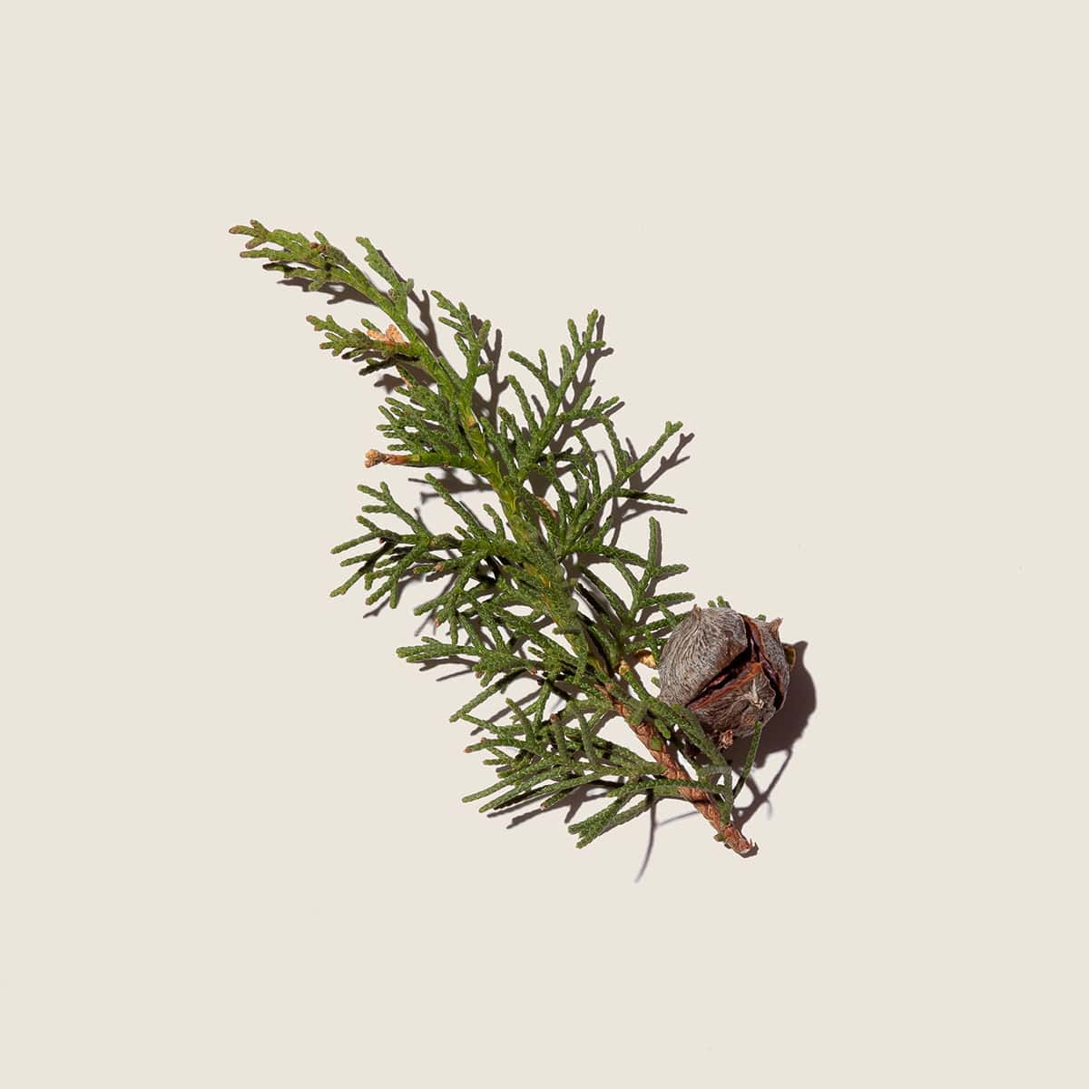 Ciprés, aceite esencial de Alqvimia