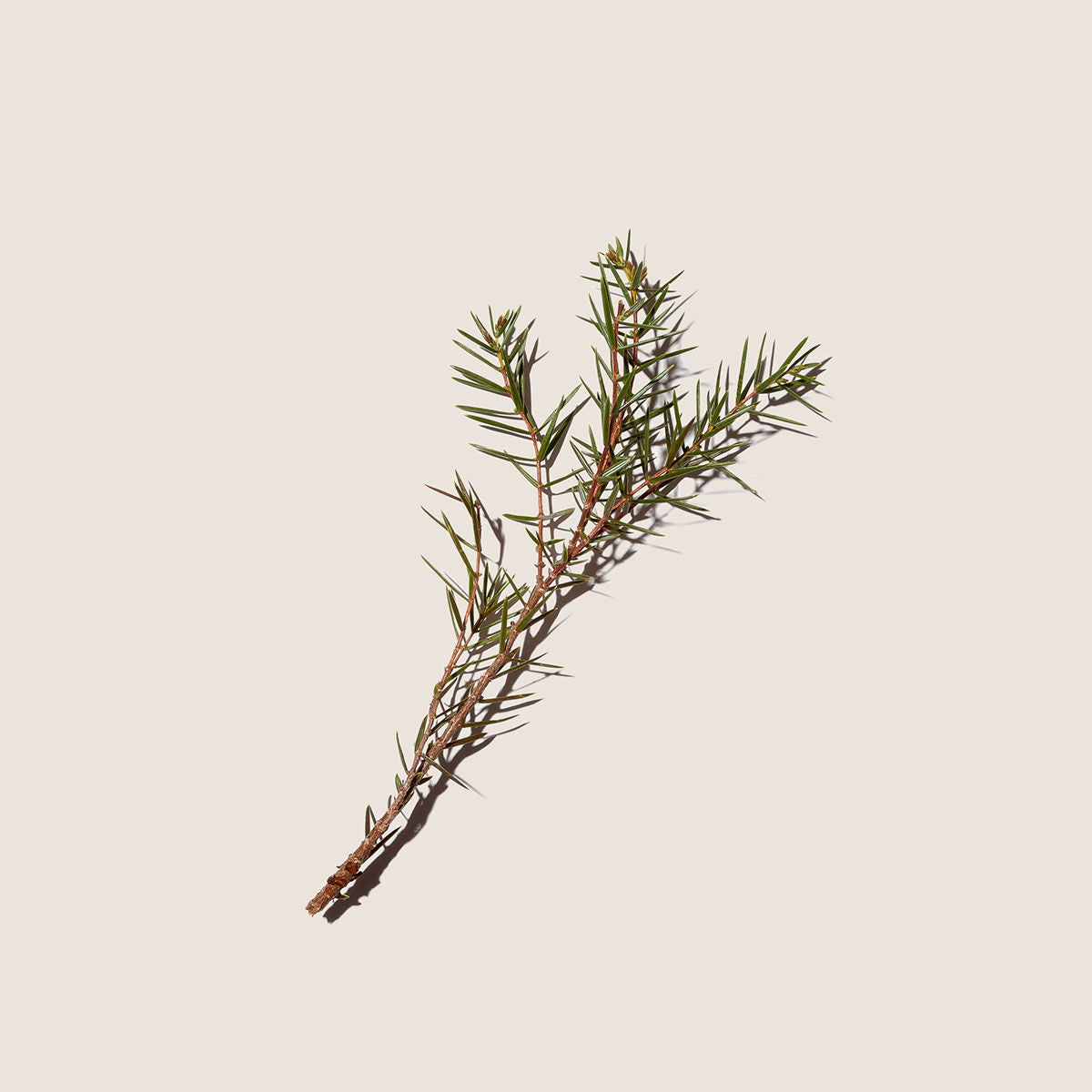 Enebro, aceite corporal Alqvimia