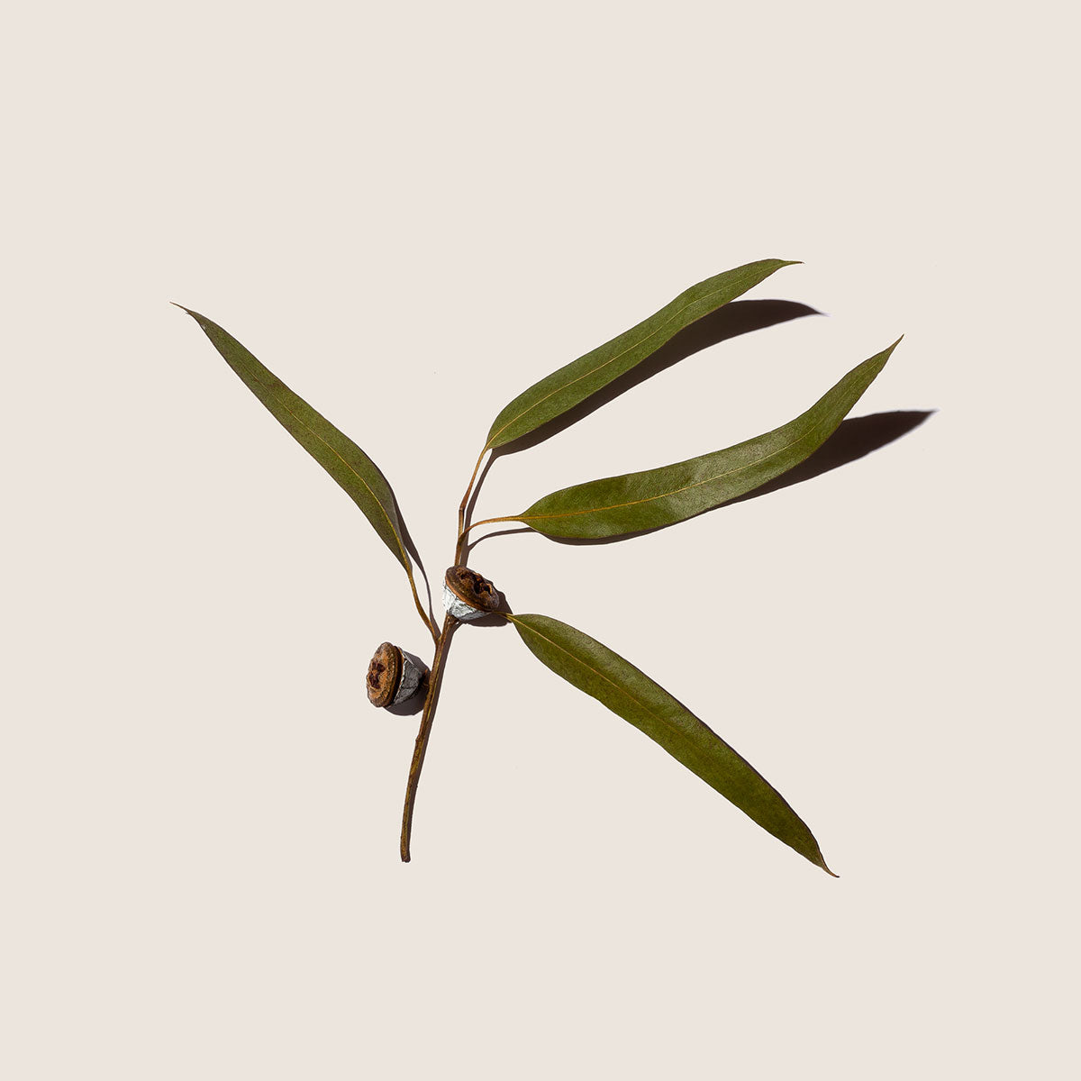 Eucalipto, aceite esencial de Alqvimia