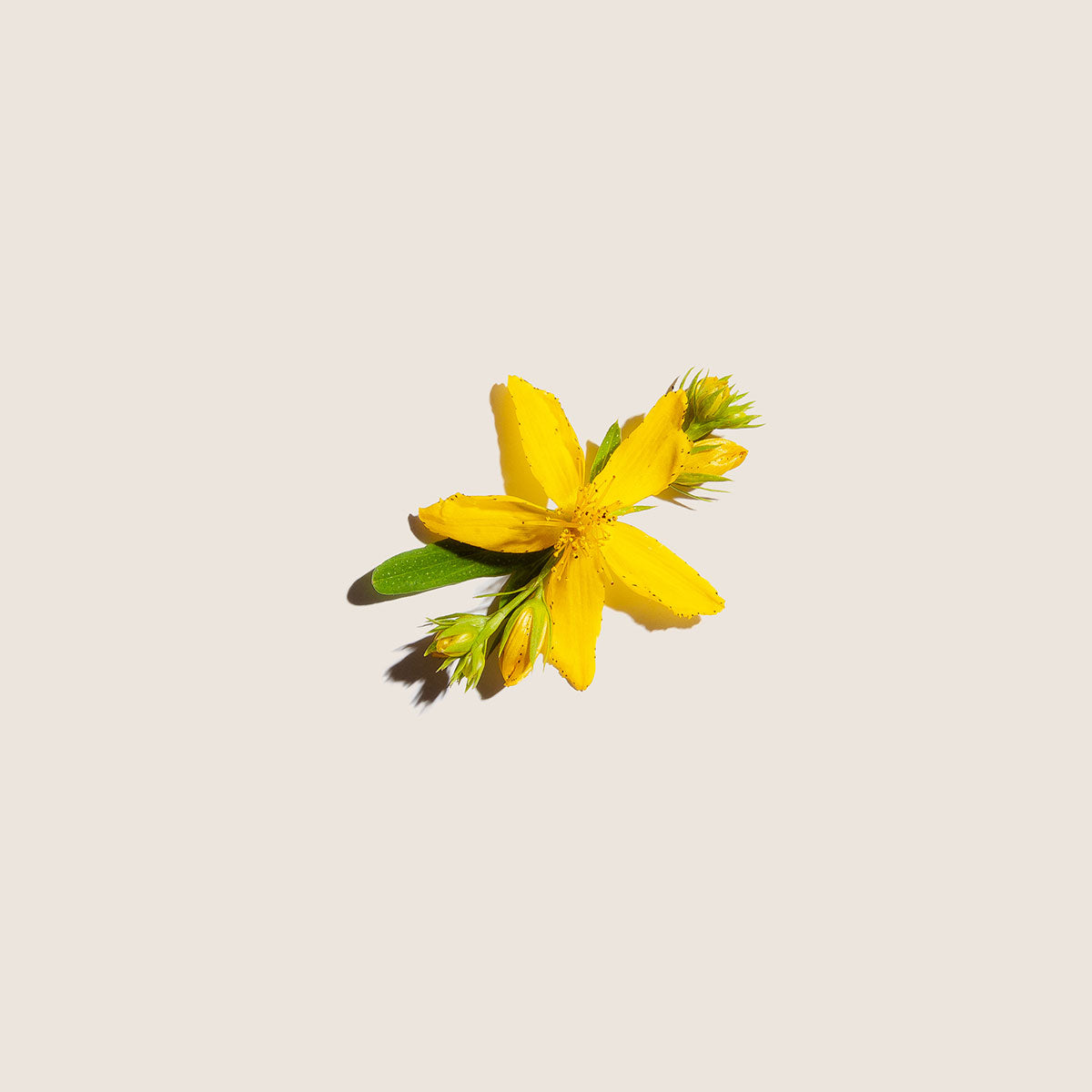 Hipérico, aceite de Alqvimia