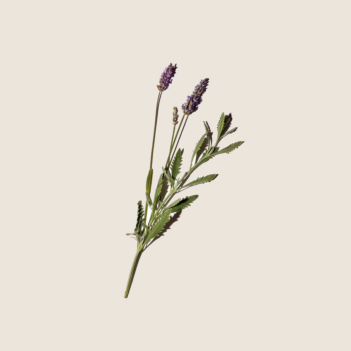 Lavanda, aceite corporal de Alqvimia