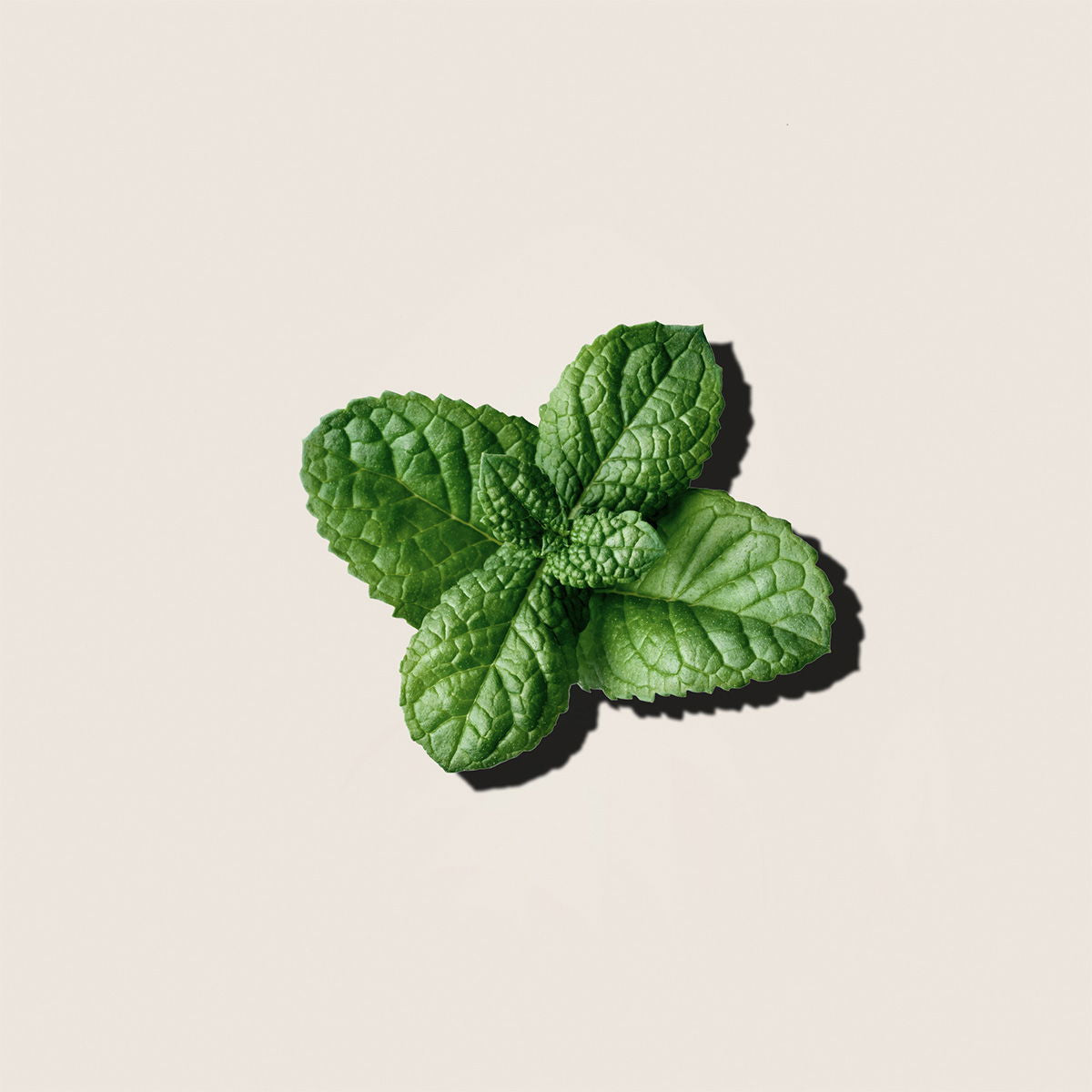 Menta, aceite esencial de Alqvimia