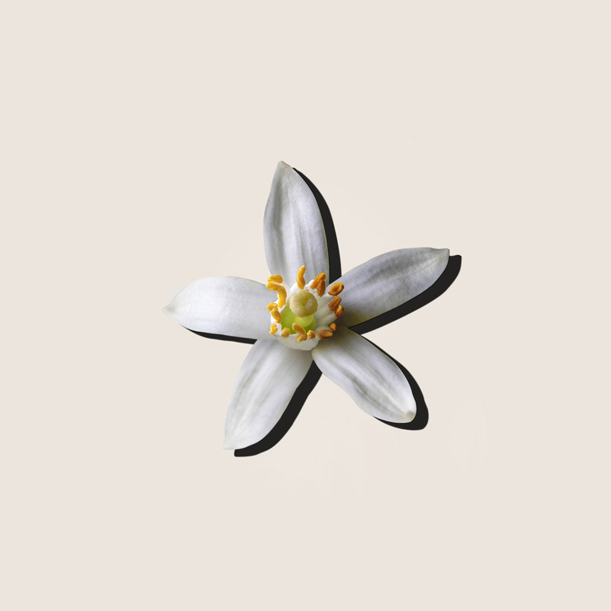Neroli, aceite esencial de Alqvimia