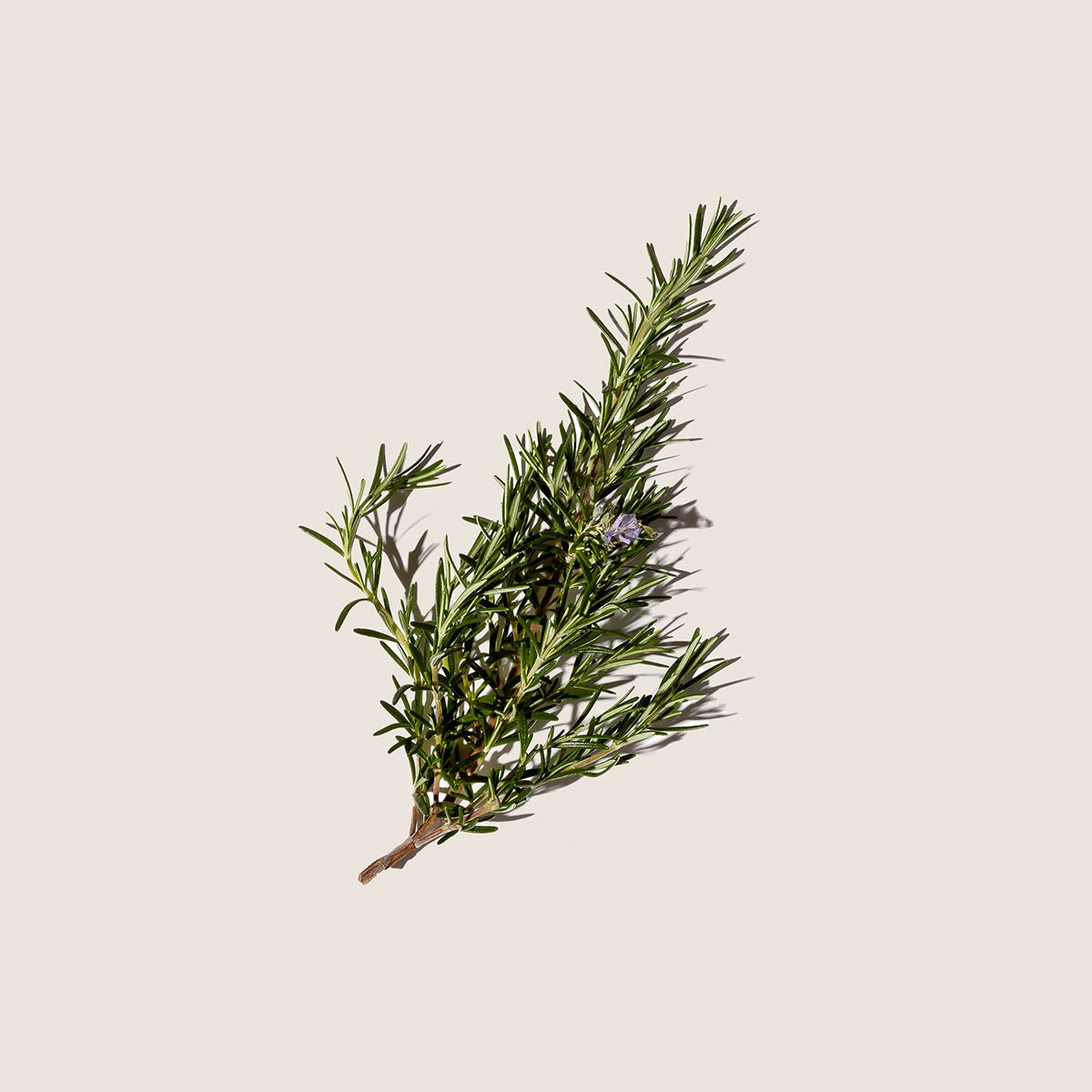 Romero, aceite esencial de Alqvimia