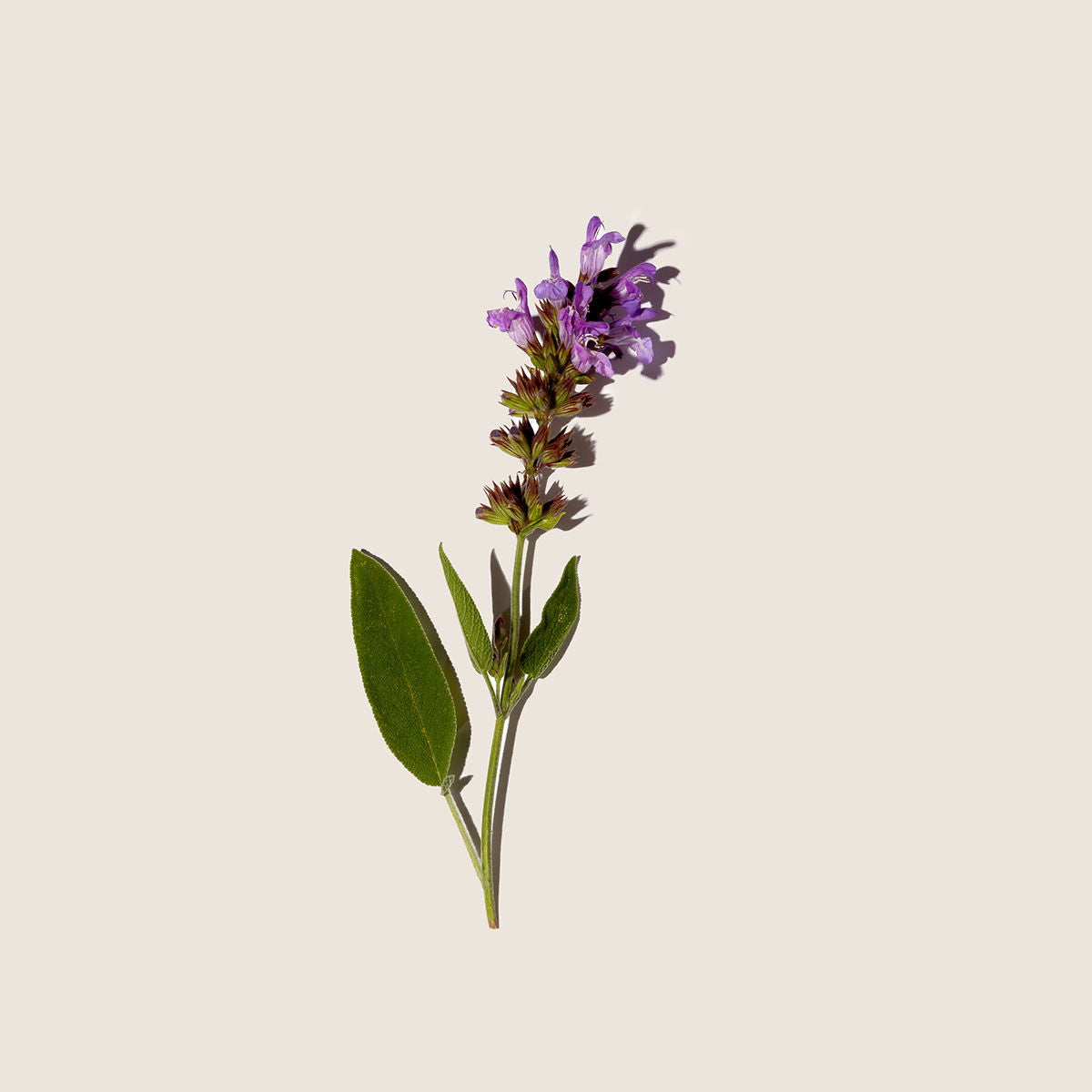 Salvia sclarea, aceite esencial de Alqvimia