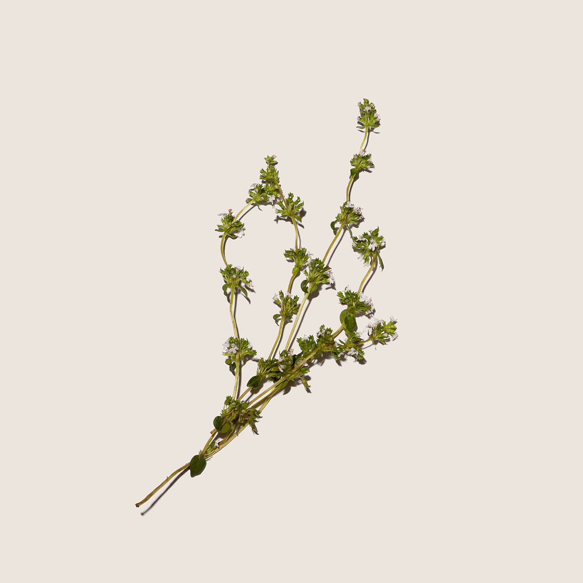 Tomillo, aceite esencial de Alqvimia